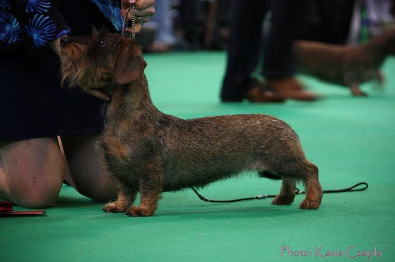 Crufts2011_2 1417.jpg